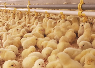 أنظمة شرب الدجاج والدواجن للمزارع