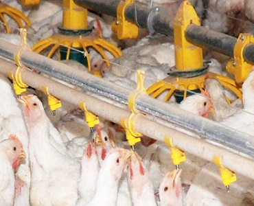 Poultry Products and Solutions for Farms