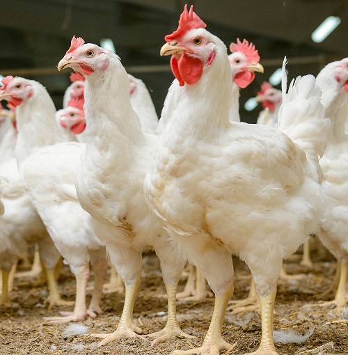 Complete Equipment and Solutions for Poultry Farms