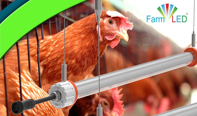 Poultry Lighting for Broiler, Breeder, and Layer Farms