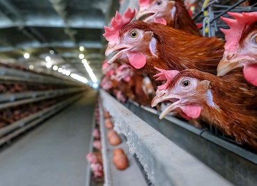 أنظمة أقفاص لإنتاج البيض في مزارع الدجاج البياض