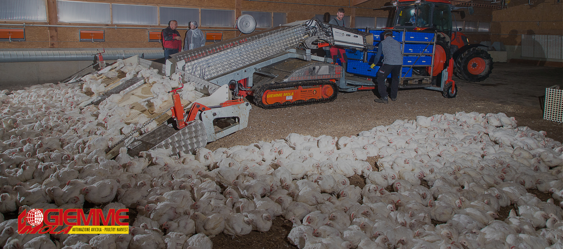 Chicken, Poultry Harvesting Machine for Broiler Farms