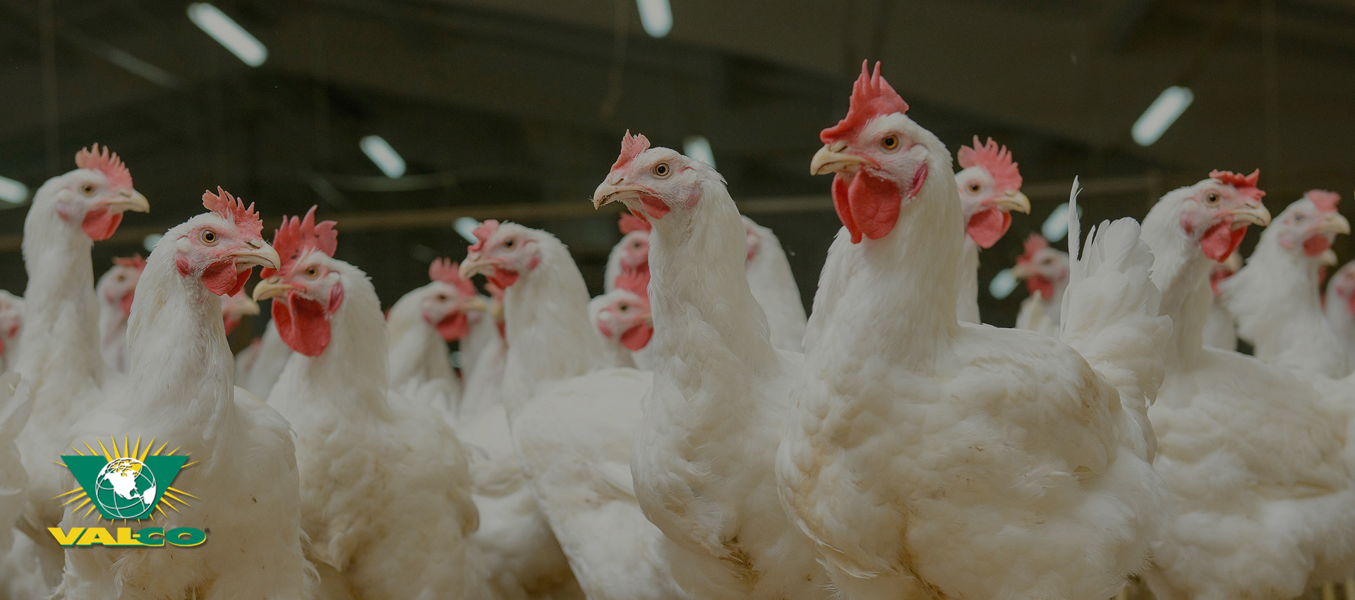 Complete Poultry Equipment and Solutions for Broiler, Layers, and Breeder Farms